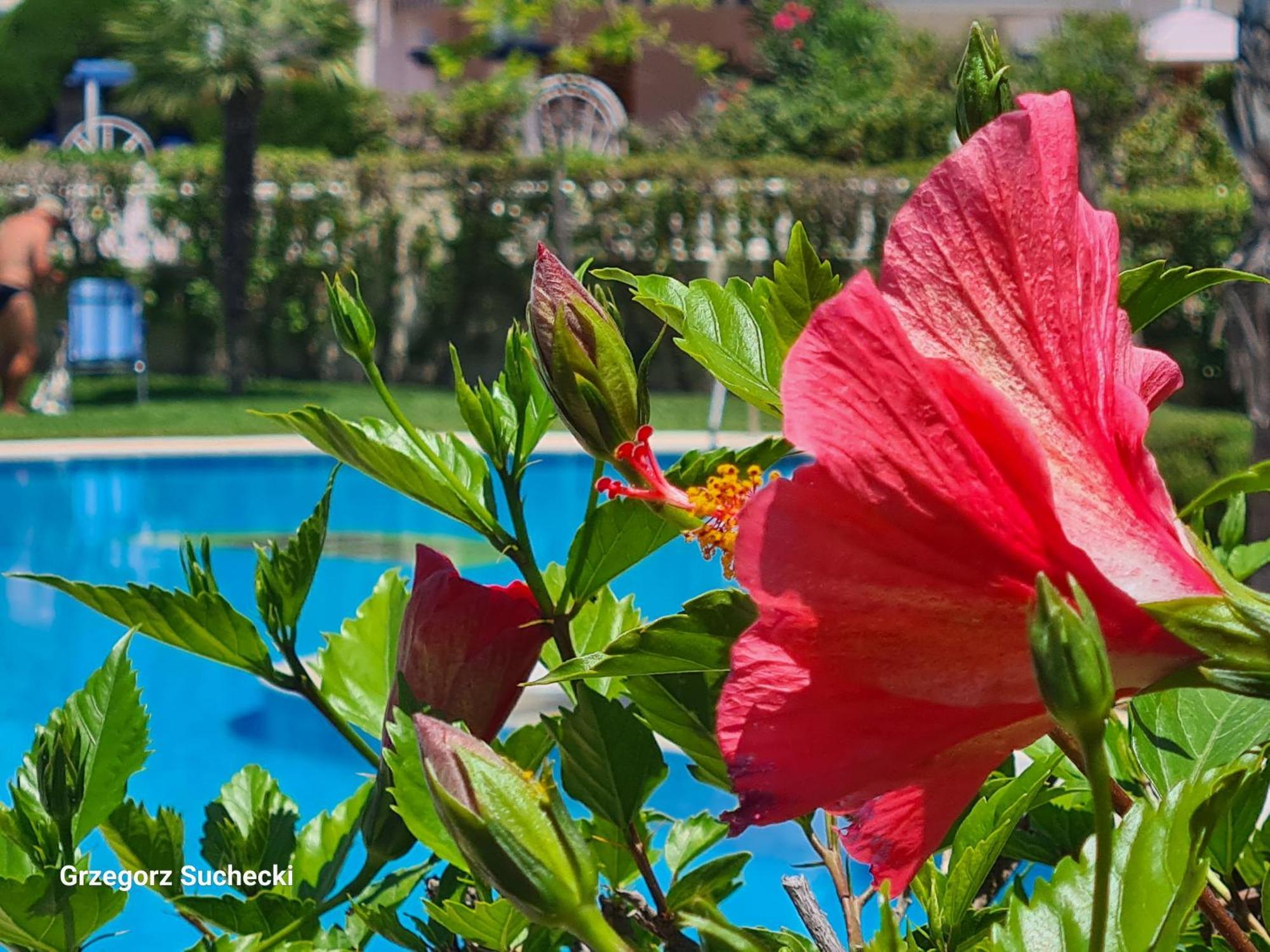 Apartamento Parquemar Apartman La Mata  Kültér fotó